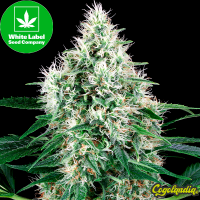 Pure Power Plant Auto -