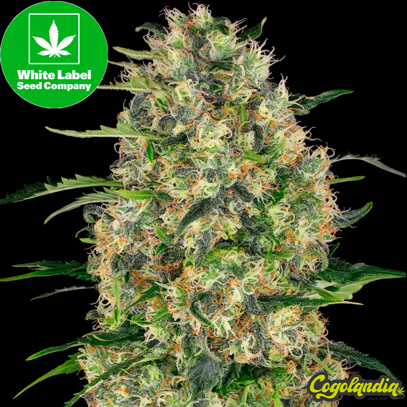 Sweet Tangerine Auto - White Label Semillas autoflorecientes