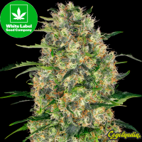 Sweet Tangerine Auto - White Label Semillas autoflorecientes