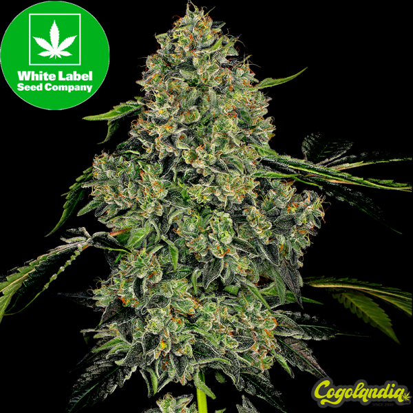 OG Kush Auto - White Label