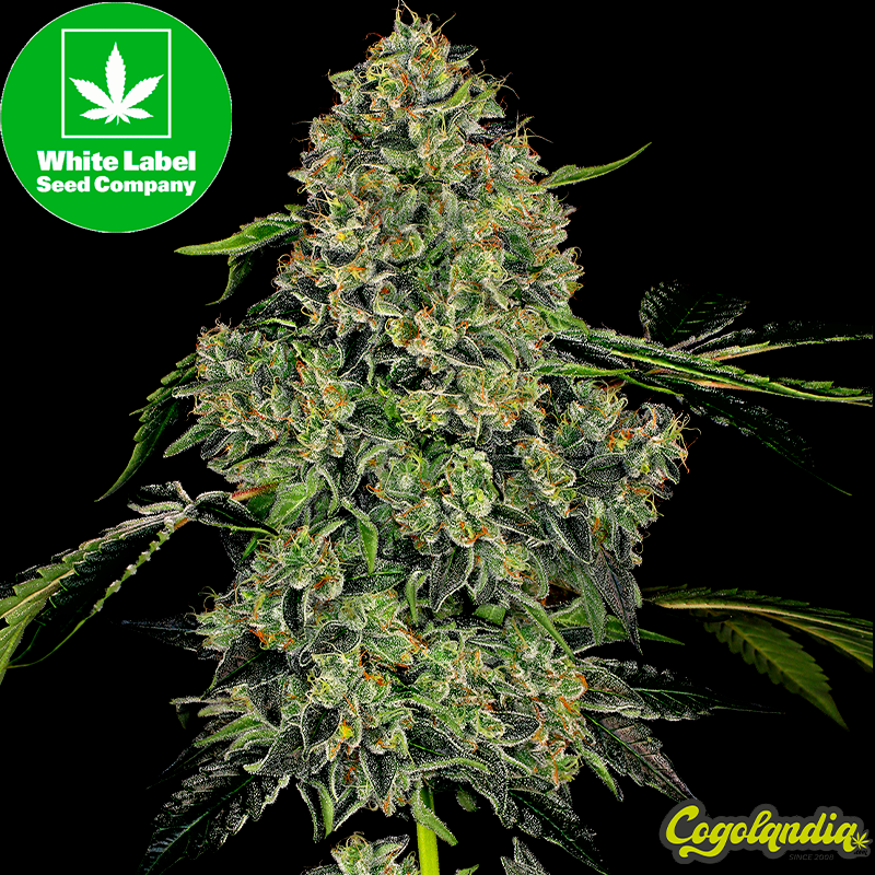OG Kush Auto - White Label