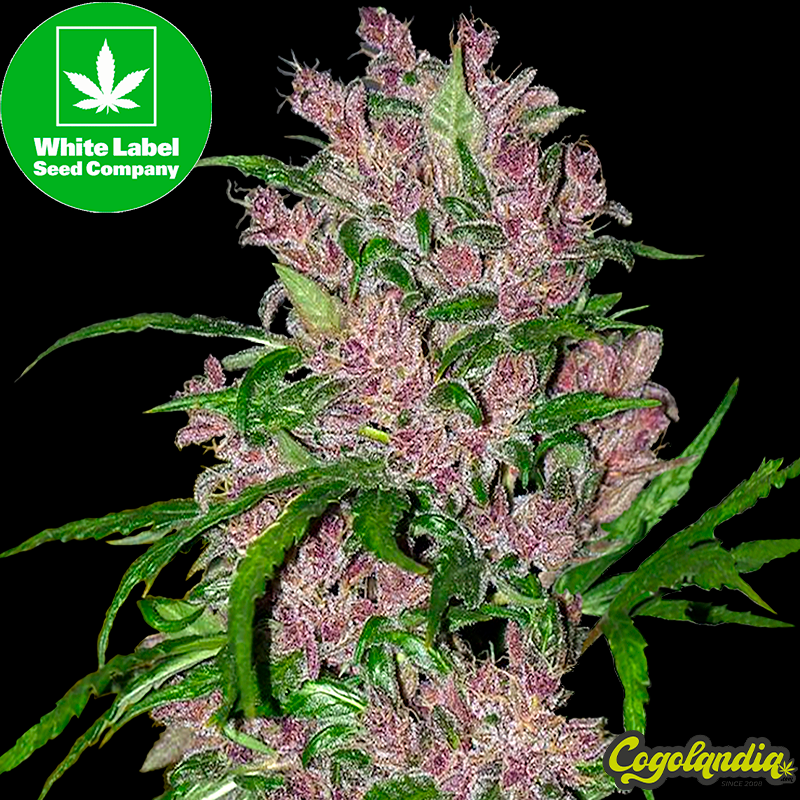 Purple Bud Auto - White Label