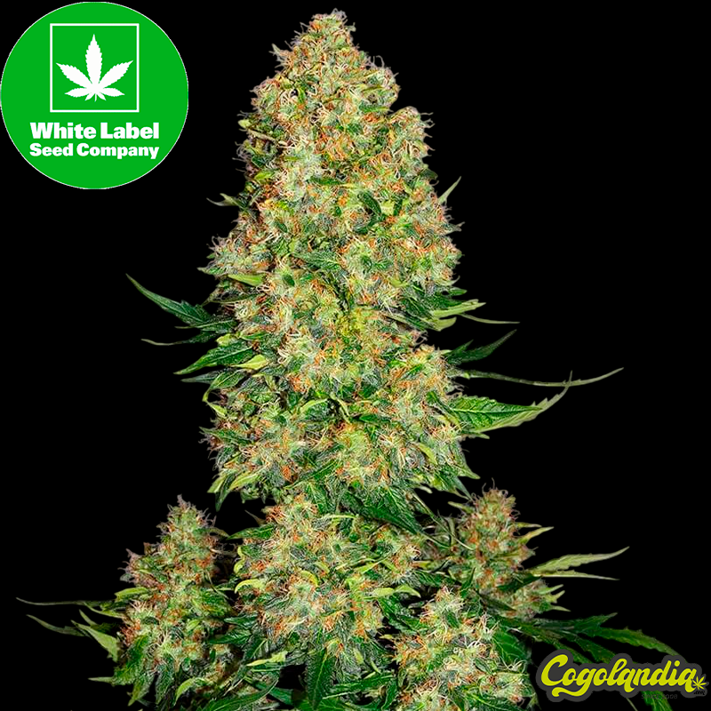 Skunk 1 Auto - White Label