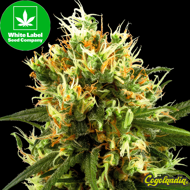 White Haze Auto - White Label Semillas autoflorecientes