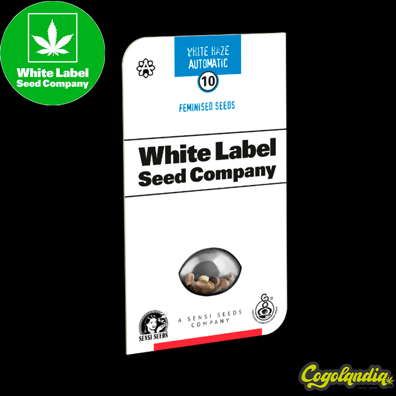 White Haze Auto - White Label Semillas autoflorecientes