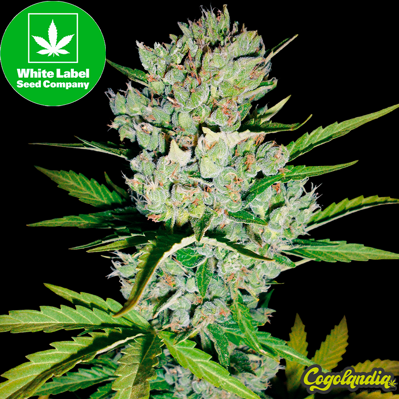 Super Skunk Auto - White Label Semillas autoflorecientes