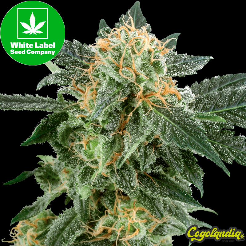 Snow Ryder Auto - White Label Semillas autoflorecientes