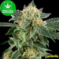 Snow Ryder Auto - White Label Semillas autoflorecientes