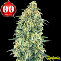 Auto White Widow XXL - 00 Seeds