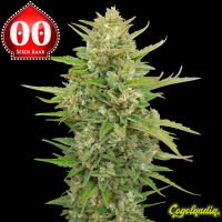 Auto Super Skunk - 00 Seeds