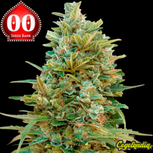 Auto Do-Si-Dos Cookies - 00 Seeds