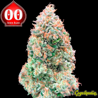 Auto Chocolate Skunk XXL - 00 Seeds