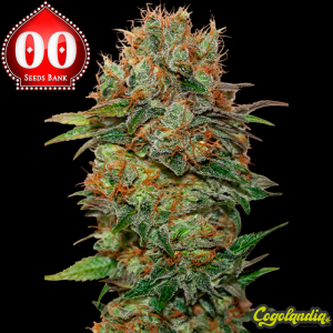 Auto Chocolate Kush - 00 Seeds Semillas autoflorecientes