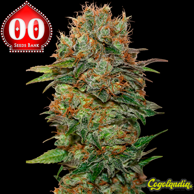 Auto Chocolate Kush - 00 Seeds Semillas autoflorecientes