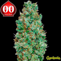 Auto Blueberry - 00 Seeds