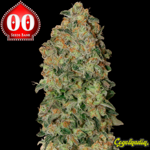 Auto Chocolate Skunk - 00 Seeds Semillas autoflorecientes