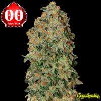 Auto Chocolate Skunk - 00 Seeds Semillas autoflorecientes