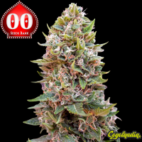 Auto Cheese Berry - 00 Seeds Semillas autoflorecientes