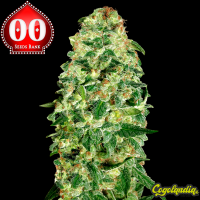 Auto California Kush - 00 Seeds Semillas autoflorecientes