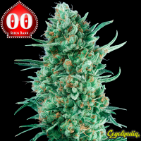 Auto Bubble Gum XXL - 00 Seeds Semillas autoflorecientes