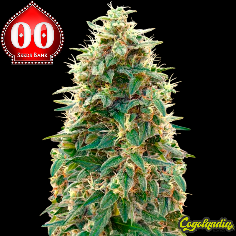 Auto 00 Cheese - 00 Seeds Semillas autoflorecientes