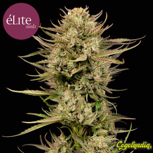 Sedativa CBDV Auto - Elite Seeds