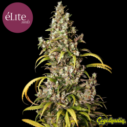 Solodiol Auto CBD - Élite Seeds Semillas autoflorecientes