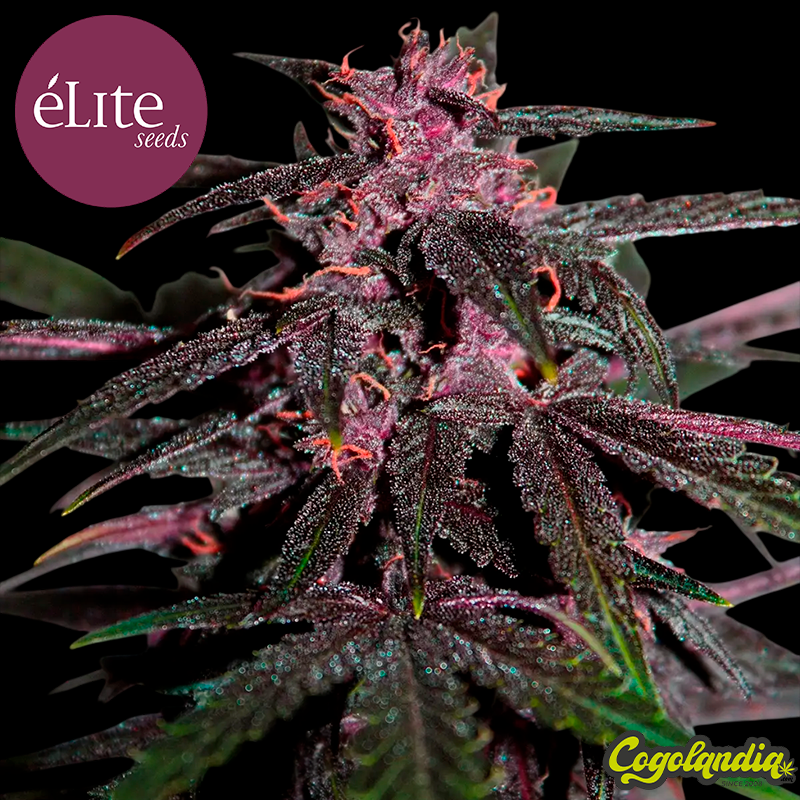 Dark Rose Auto CBD - Élite Seeds Semillas autoflorecientes