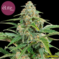 Purplediol Auto CBD - Élite Seeds Semillas autoflorecientes