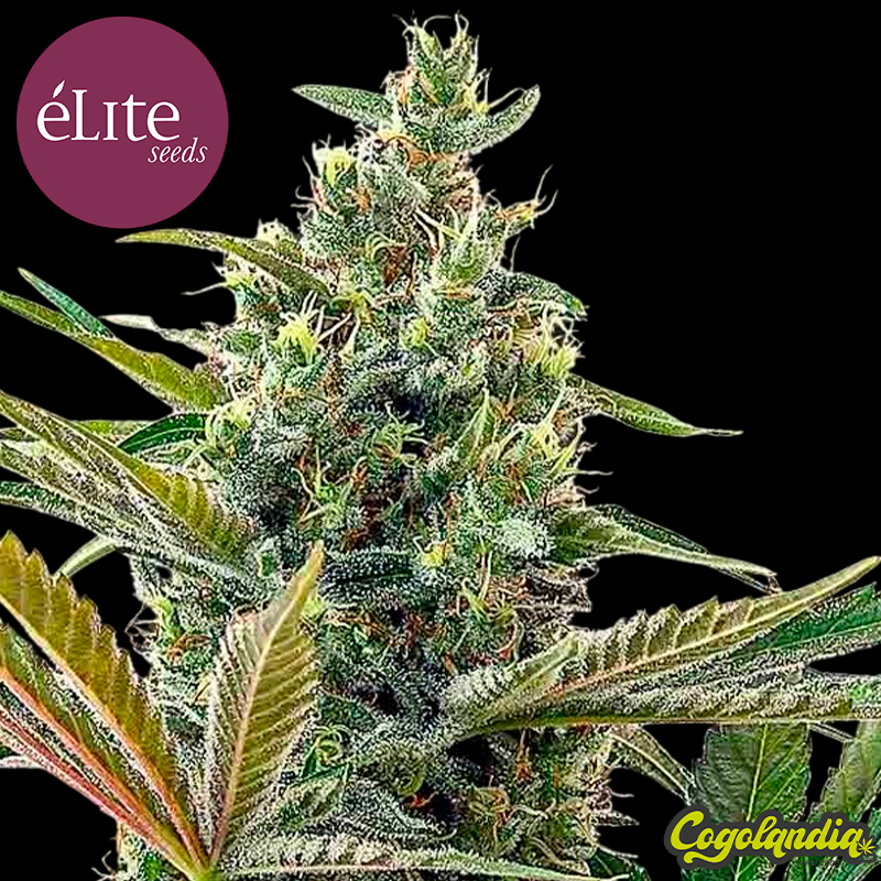 Llimonet Haze Auto CBD