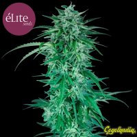 La Rica Auto CBD - Élite Seeds Semillas autoflorecientes