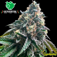 Strawbilbo Banana Auto - Genehtik Seeds Semillas