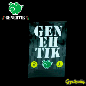 Strawbilbo Banana Auto - Genehtik Seeds Semillas