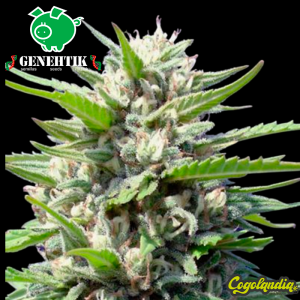 Northern Light Auto - Genehtik Seeds Semillas autoflorecientes
