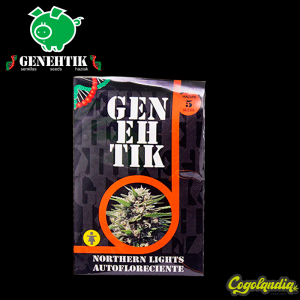 Northern Light Auto - Genehtik Seeds Semillas autoflorecientes