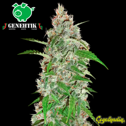 Nevil Bilbo Auto - Genehtik Seeds Semillas autoflorecientes