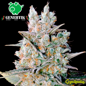 Kritikal Bilbo Auto - Genehtik Seeds Semillas autoflorecientes