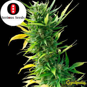 Auto AK-47 - Serious Seeds Semillas autoflorecientes