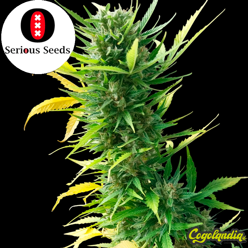 Auto AK-47 - Serious Seeds Semillas autoflorecientes