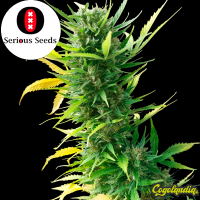 Auto AK-47 - Serious Seeds Semillas autoflorecientes
