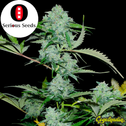 Auto White Russian - Serious Seeds Semillas autoflorecientes