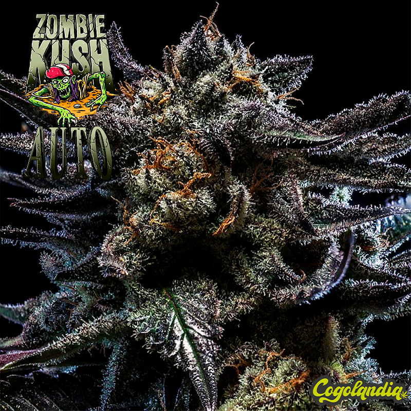 Zombie Kush Auto - Ripper Seeds Semillas autoflorecientes