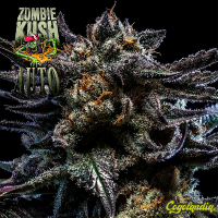 Zombie Kush Auto - Ripper Seeds Semillas autoflorecientes