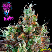 Sour Ripper Auto - Ripper Seeds Semillas autoflorecientes