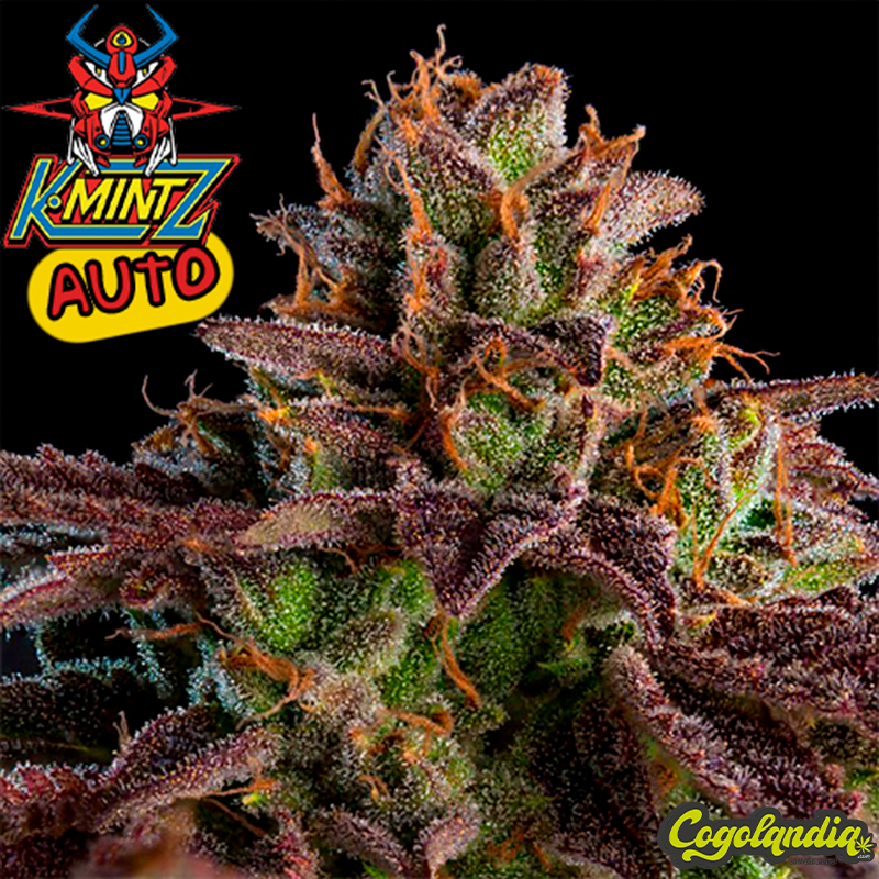 K Mintz Auto - Ripper Seeds Semillas autoflorecientes
