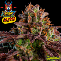 K Mintz Auto - Ripper Seeds Semillas autoflorecientes