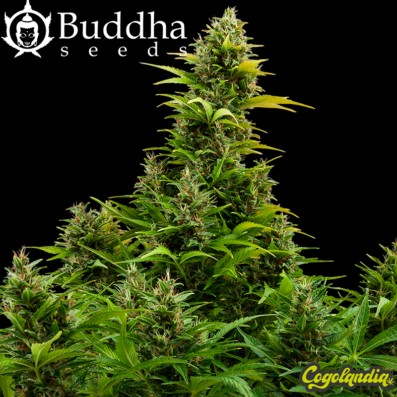 Medikit Auto CBD - Buddha Seeds Semillas autoflorecientes Medikit Auto CBD - Buddha Seeds Semillas autoflorecientes