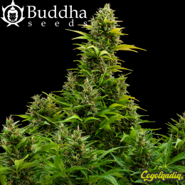 Medikit Auto CBD - Buddha Seeds Semillas autoflorecientes