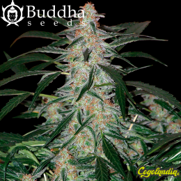 Buddha Deimos Auto - Buddha Seeds Semillas autoflorecientes
