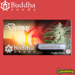 Buddha Deimos Auto - Buddha Seeds Semillas autoflorecientes